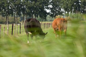 Een rode en zwarte koe in een zomerse wei