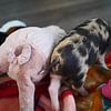 mini-porc pie en élevage manuel sur Babetts Bildergalerie