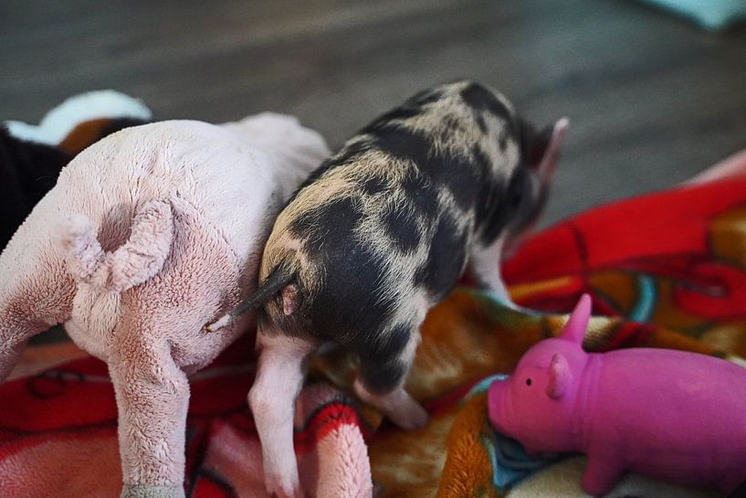 mini-porc pie en élevage manuel par Babetts Bildergalerie