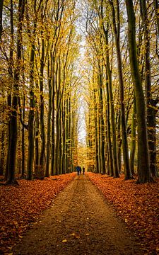 Kleuren Herfst in een bos in Nederland