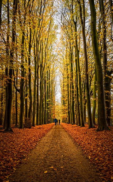 L'automne dans la forêt par Ipo Reinhold