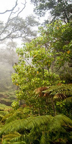 Regenwoud van Hawaii (deel 3 van drieluik)