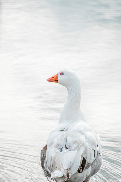 Gans, die dem Licht im spiegelnden Wasser zugewandt ist von Femke Ketelaar