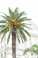 Palmboom in Nice