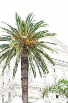 Palmboom in Nice van Lisenka l' Ami Fotografie