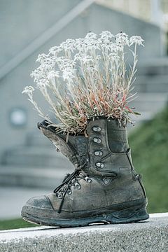 Hiking shoe as flowerpot by Melissa Peltenburg