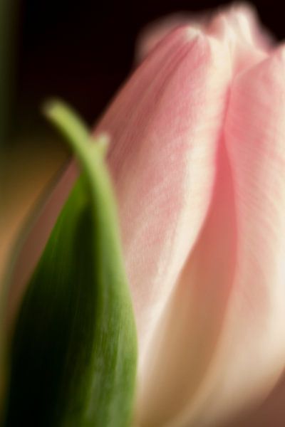 Powder pink tulip blossom by Petra Dreiling-Schewe