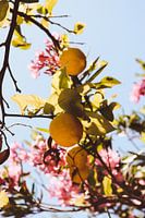 Lemon Tree