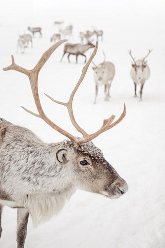 Rendier Met Gewei In De Sneeuw in Tromsø, Noors Lapland - Natuur in Noorwegen