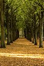 Autumn colors von Menno Schaefer Miniaturansicht