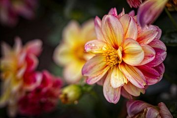 Dahlia sur Rob Boon