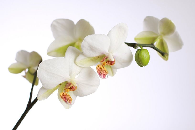 witte orchidee van Karina Gebert