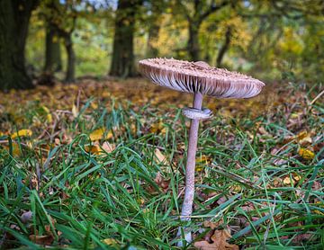 Zicht op paddenstoelen in een holle boom van Andreas Völkel