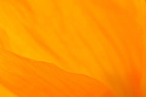 L'or ondulé du coquelicot