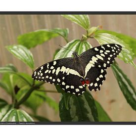 Papillon machaon des agrumes - format A2 sur Matthias Brix