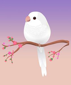 Dessin numérique d'une Conure veuve albinos.