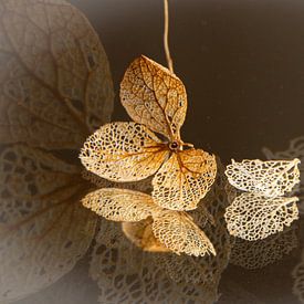 A faded hydrangea by SO fotografie