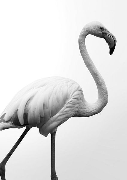 Graceful Silhouette by Shot by Clint