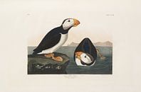 Large-billed puffin - Teylers Edition - Birds of America, John James Audubon by Teylers Museum thumbnail