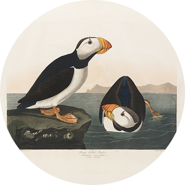 Grootbekpapegaaiduiker - Teylers Edition -  Birds of America, John James Audubon van Teylers Museum
