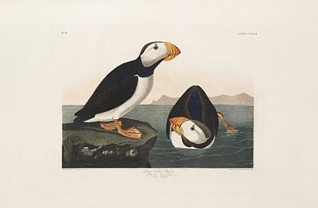 Grootbekpapegaaiduiker - Teylers Edition -  Birds of America, John James Audubon van Teylers Museum