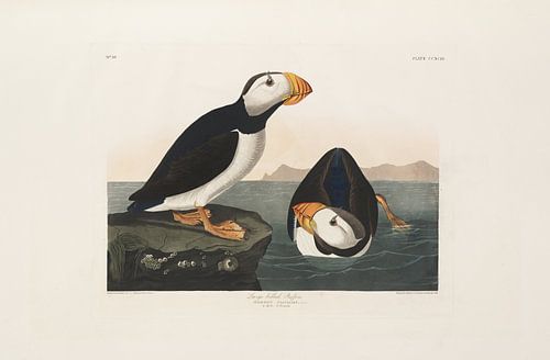 Grootbekpapegaaiduiker - Teylers Edition -  Birds of America, John James Audubon