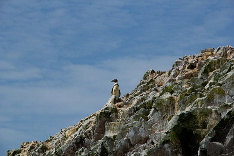 One tropical penguin by Anouk Duivenvoorden