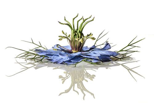 Drijvend juffertje in het groen