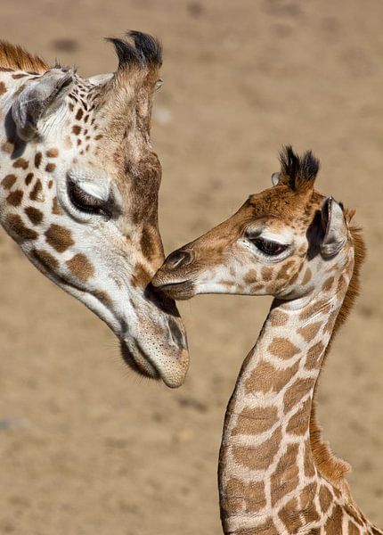 giraffen by anja voorn