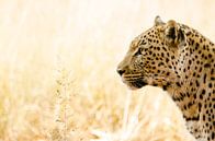 Portrait d'un léopard en Namibie par Kirstin Kraaijveld Aperçu