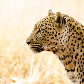 Portrait d'un léopard en Namibie sur Kirstin Kraaijveld