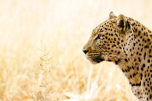 Portret van een jachtluipaard in Namibië van Kirstin Kraaijveld