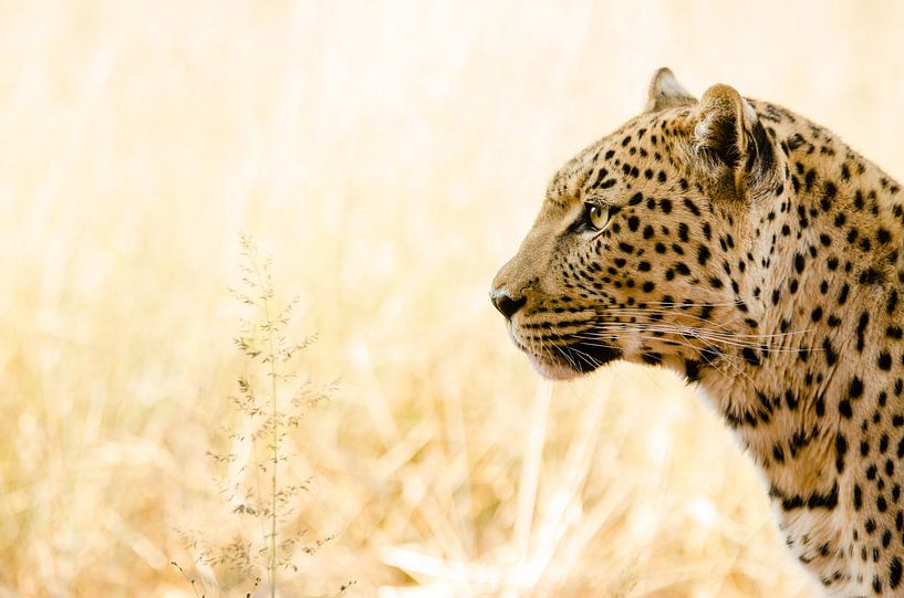 Portrait d'un léopard en Namibie par Kirstin Kraaijveld