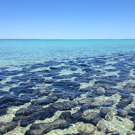 Stromatolithen Hamelin Bay, Australien van Martina Dormann