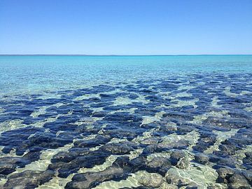 Stromatolithen Hamelin Bay, Australien van Martina Dormann