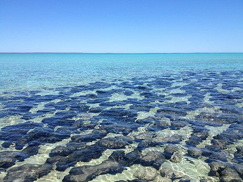 Stromatolithen Hamelin Bay, Australien