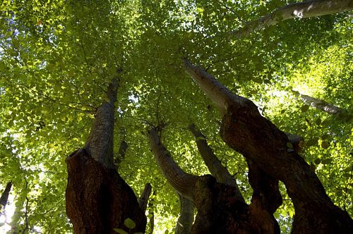 Bomen vanaf de grond