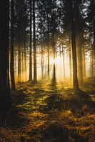 Forêt Beetsterzwaag