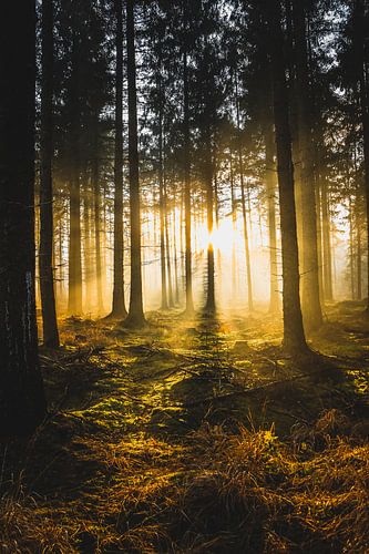 Forêt Beetsterzwaag