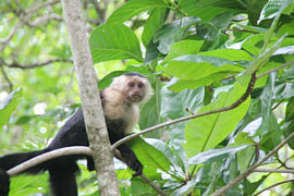 Monkey, Costa Rica by Jasper