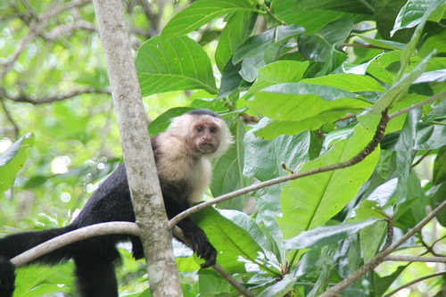 Äffchen aus Costa Rica