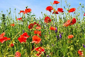 Champ de coquelicots sur Angela Wouters