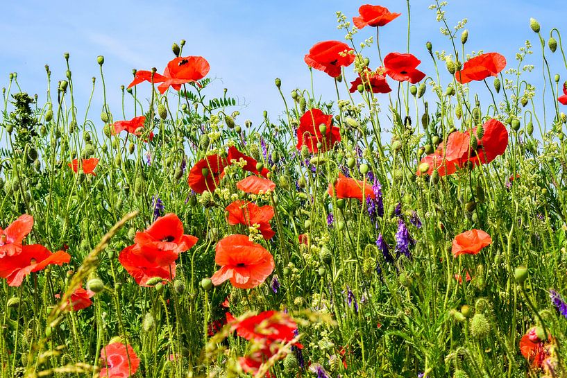 Champ de coquelicots par Angela Wouters