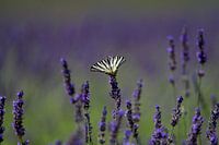 Konigspage op Lavendel - Natuur met Youri