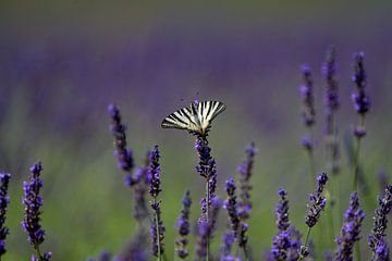 Konigspage op Lavendel - Natuur met Youri van Youri Jongkoen