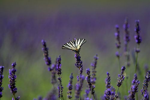 Konigspage on Lavender - Nature with Youri