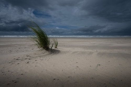 Nach dem Regen von Peter Bartelings