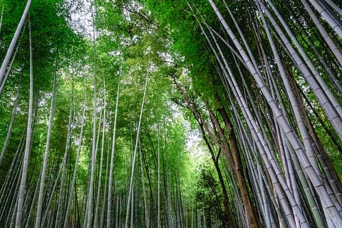 Arashiyama, Kyoto, Japan