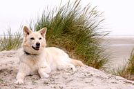 Husky hond op vakantie en liggend in de duinen aan het strand van Ameland. van Ans van Heck thumbnail
