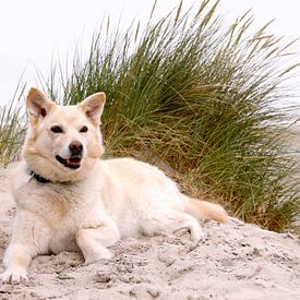 Chien couché dans les dunes sur la plage d'Ameland. sur Ans van Heck